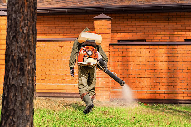 Trusted Ant Control service in Cove Creek, NC - Nex Pest Control